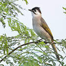 Bulbul de Taïwan