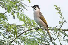 Bulbul de Taïwan