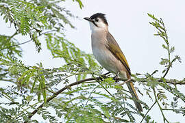 Styan's Bulbul