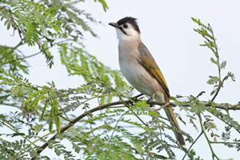 Bulbul de Taïwan