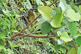 Bulbul du Catarman