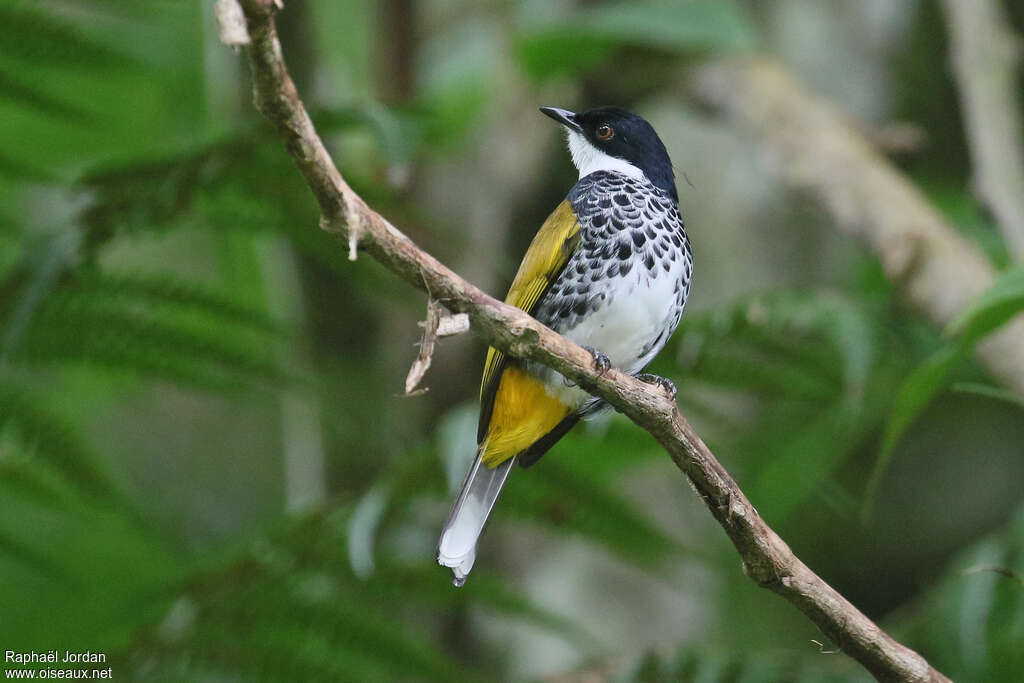 Bulbul écailléadulte, identification