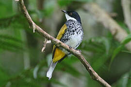 Scaly-breasted Bulbul