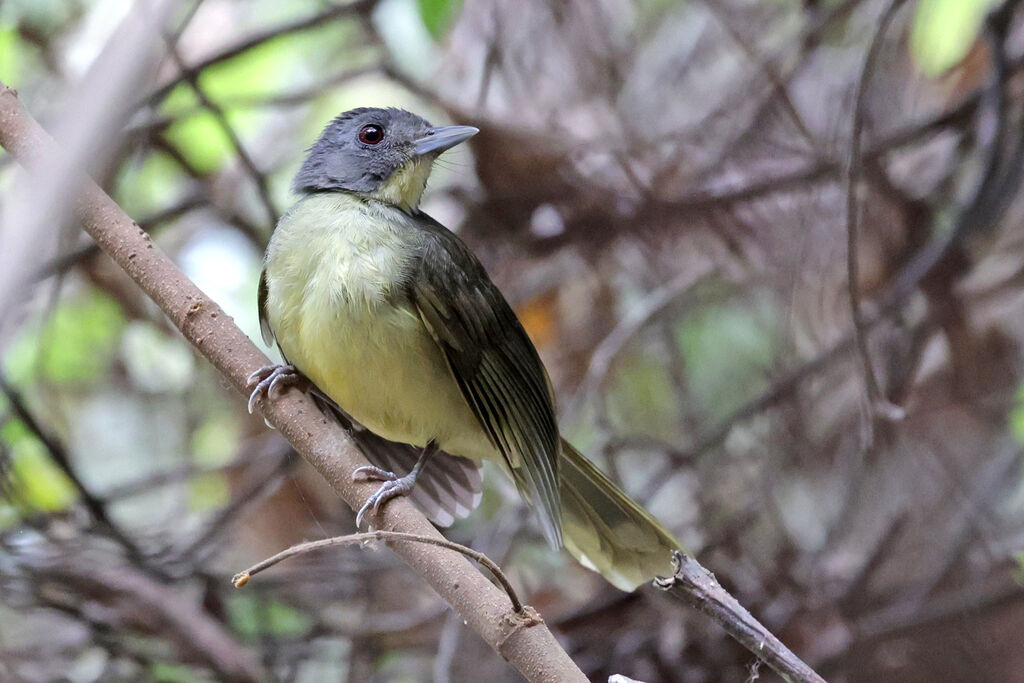 Bulbul fourmilieradulte