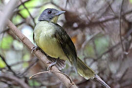 Grey-headed Bristlebill