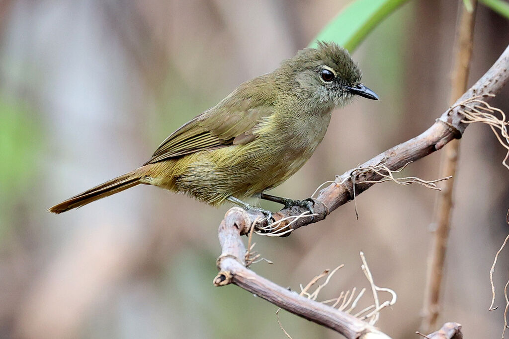 Bulbul gracile