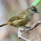 Bulbul gracile