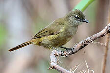 Bulbul gracile