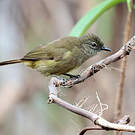 Bulbul gracile