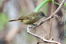 Bulbul gracile