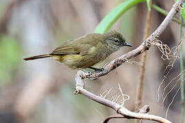 Little Grey Greenbul