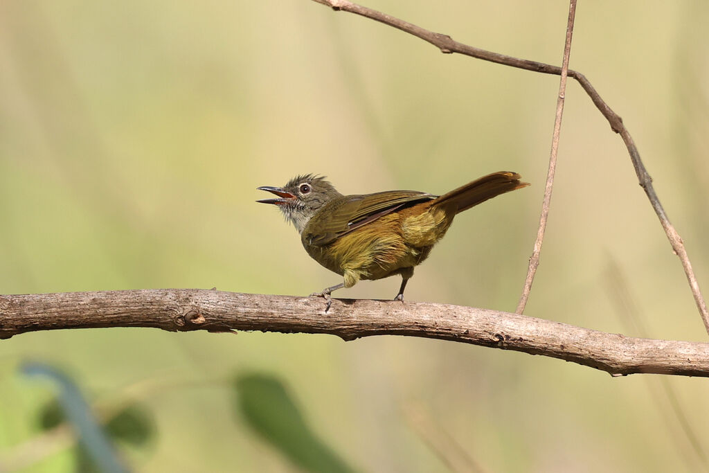 Bulbul gracileadulte