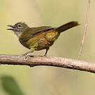 Bulbul gracile