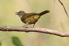 Bulbul gracile