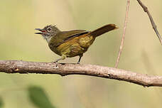 Bulbul gracile