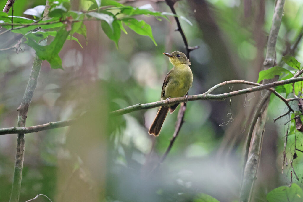 Bulbul ictérin