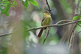 Bulbul ictérin