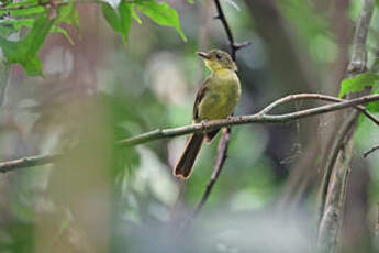 Bulbul ictérin