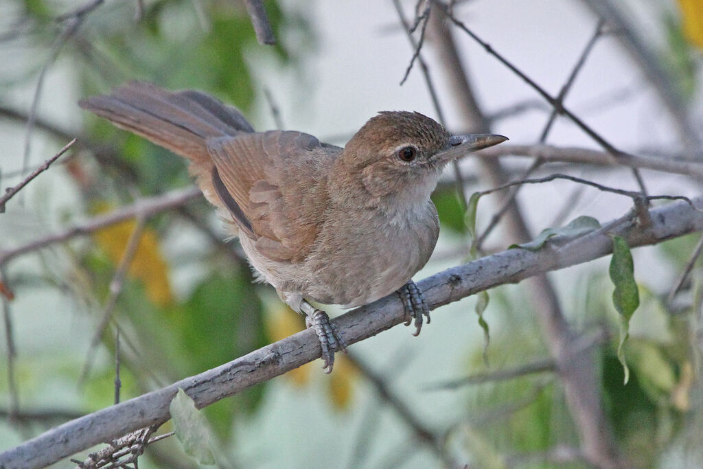 Bulbul jaboteurimmature