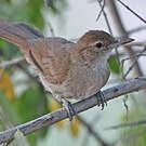 Bulbul jaboteur