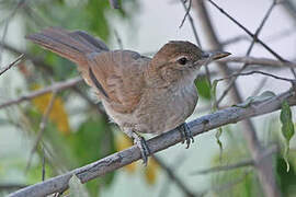 Terrestrial Brownbul