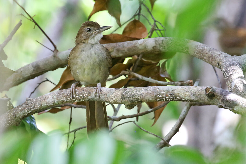 Terrestrial Brownbul