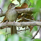 Bulbul jaboteur