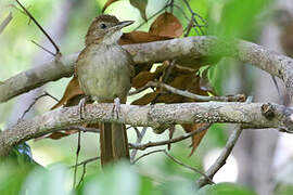 Terrestrial Brownbul