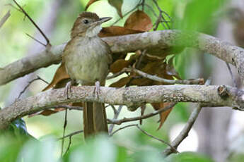 Bulbul jaboteur