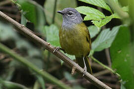 Olive-breasted Greenbul