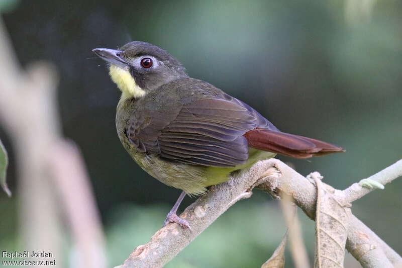 Red-tailed Bristlebilladult, identification