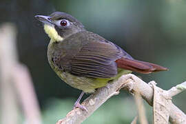 Red-tailed Bristlebill