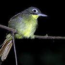 Bulbul moustac