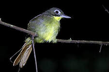 Bulbul moustac