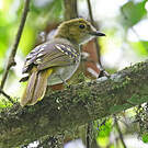 Bulbul nicator