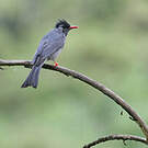 Bulbul noir