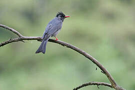 Black Bulbul