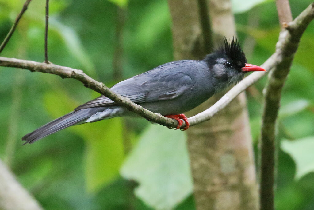 Bulbul noiradulte