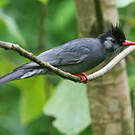 Bulbul noir