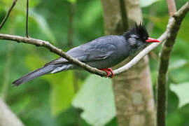 Black Bulbul