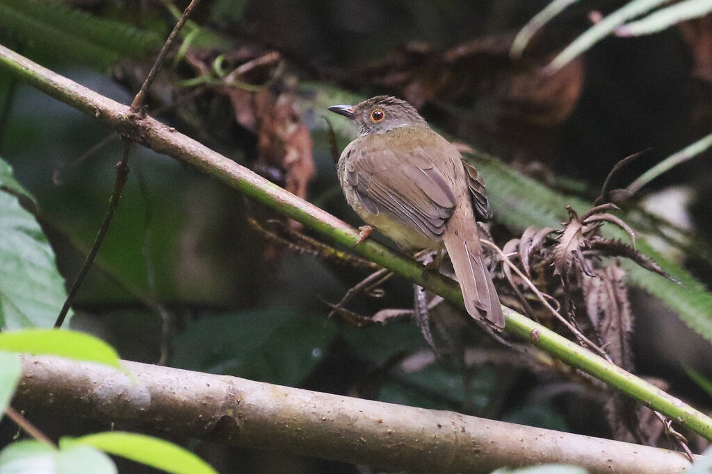 Bulbul oeil-de-feuadulte