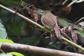 Spectacled Bulbul