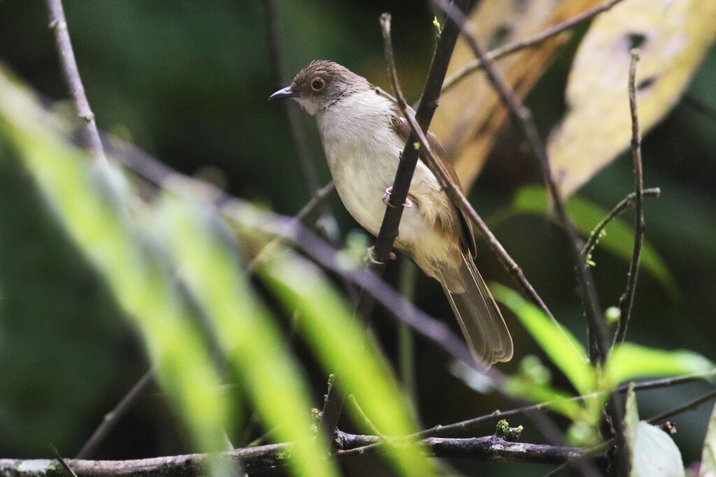 Bulbul oeil-de-feuadulte