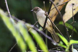 Spectacled Bulbul