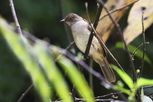 Bulbul oeil-de-feu