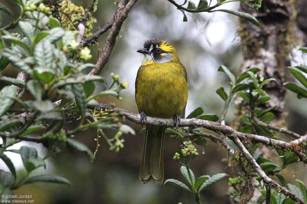 Bulbul oreillardadulte