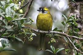 Yellow-eared Bulbul