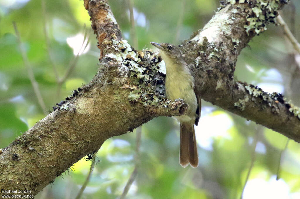 Bulbul placideadulte