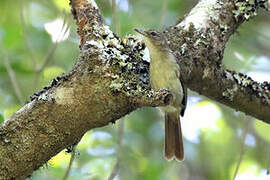 Placid Greenbul