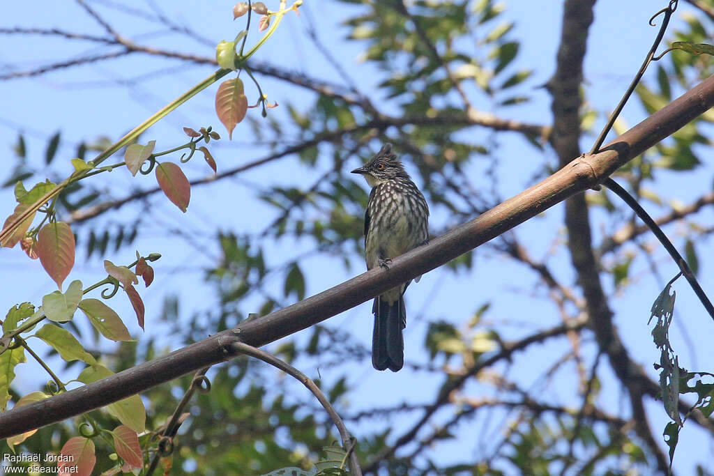 Bulbul rayéadulte